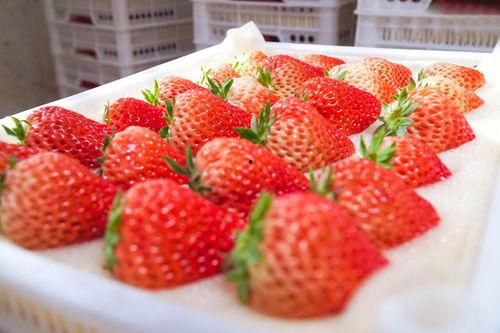 国产草莓片在线