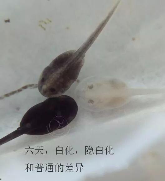 国产蝌蚪视频在线播放,畅享在线播放的视听盛宴