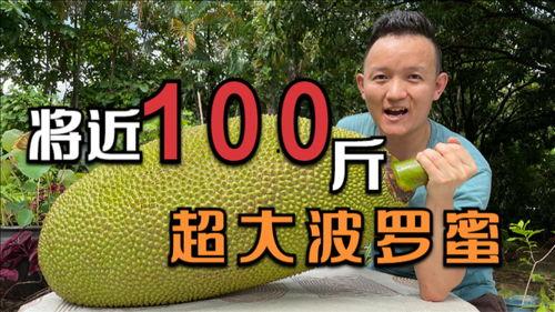 菠萝蜜国产在线观看,带你领略热带风情