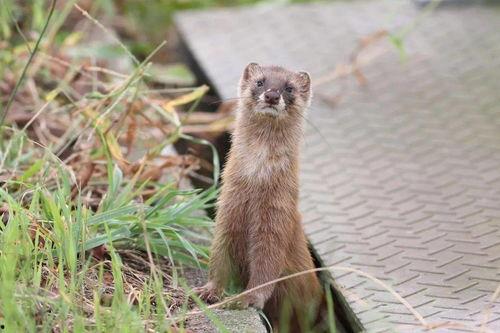 鼬鼠动漫国产在线观看